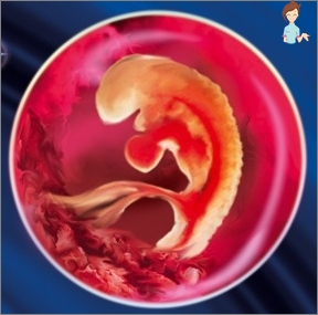 Dies ist der Embryo in der 5. Schwangerschaftswoche