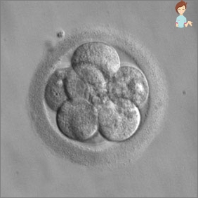 Stock Photo Embryo 3 Wochen Schwangerschaft